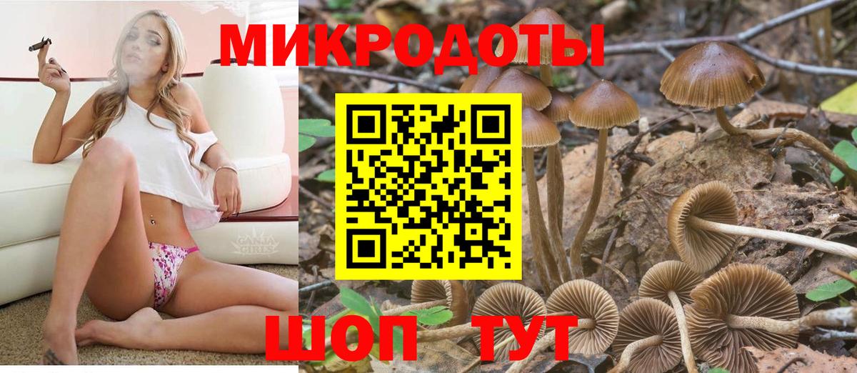 Псилоцибиновые грибы Psilocybe Барнаул